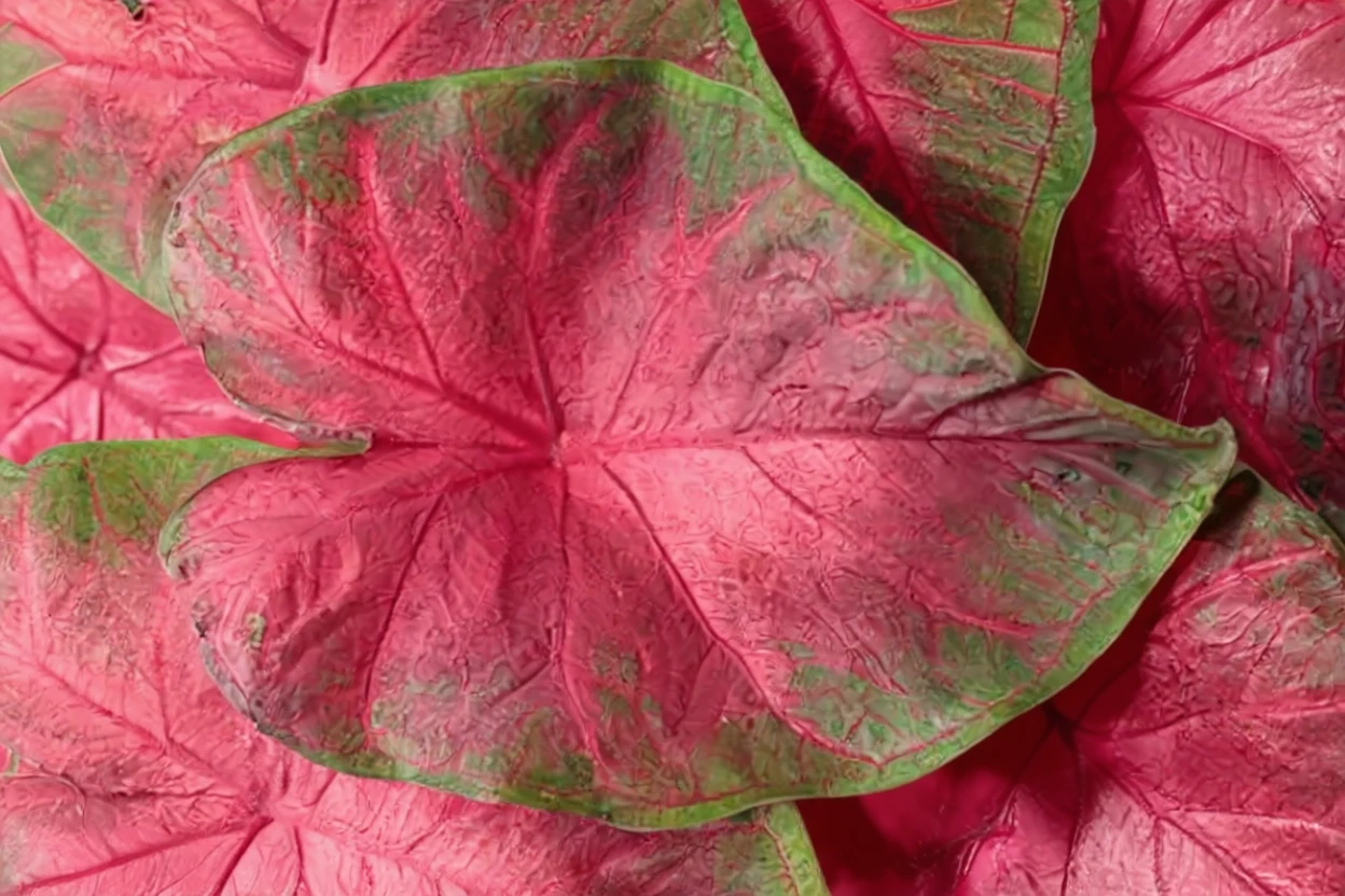 Каладіум Хот Флеш / Caladium Heart to Heart Hot Flash