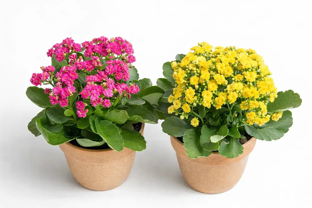 Каланхое Блоссфельда