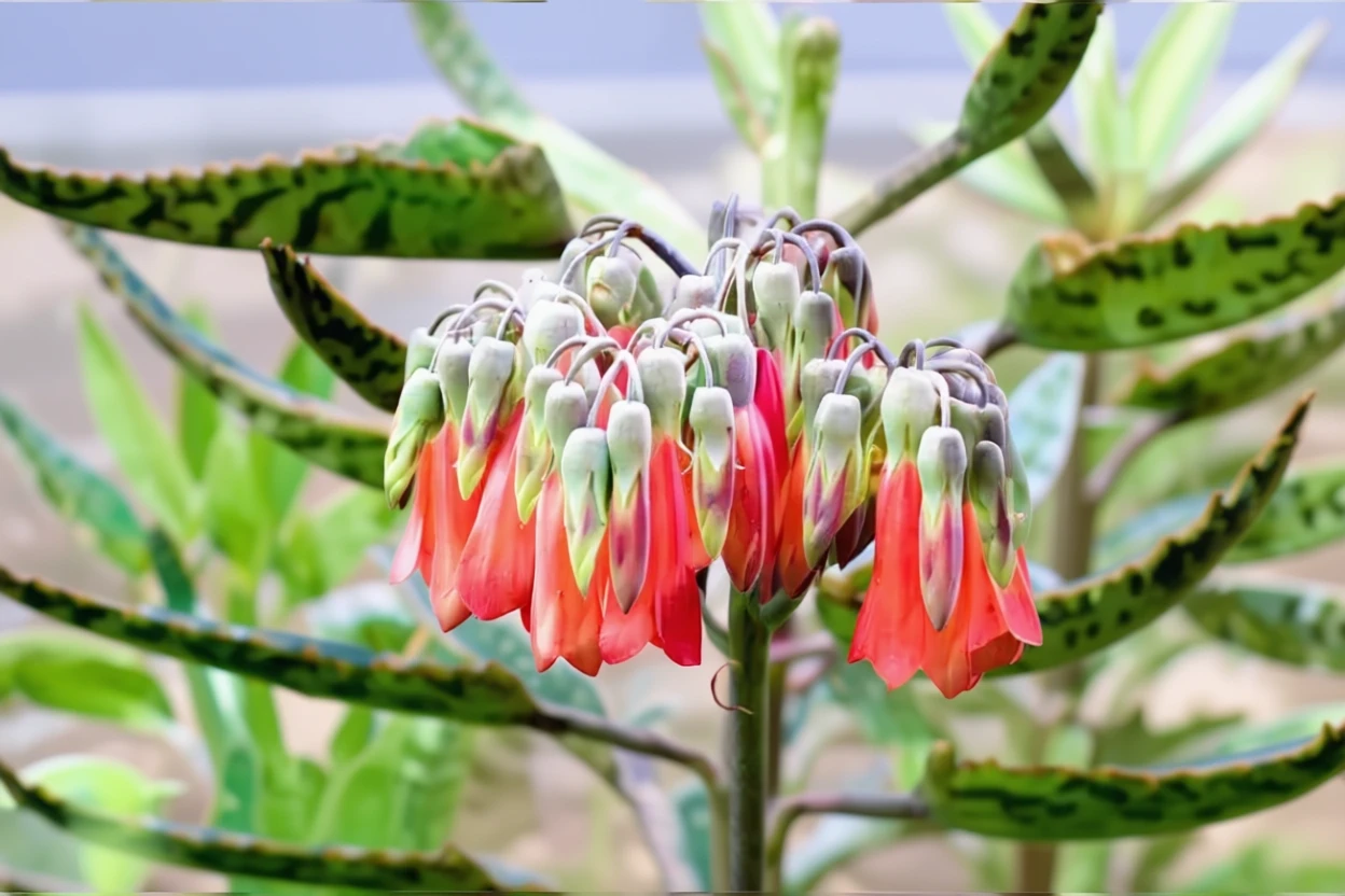 Каланхое Дайгремонта / Kalanchoe daigremontiana