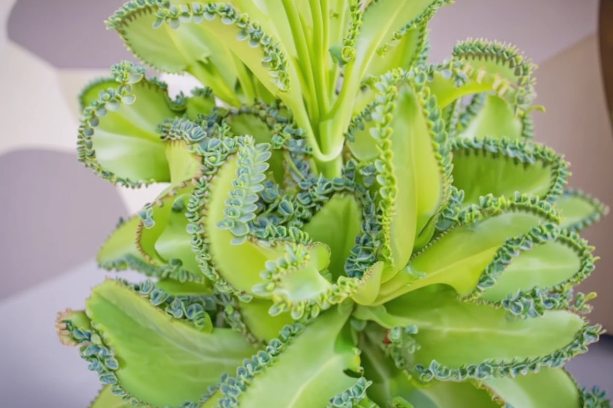 Каланхое Дайгремонта