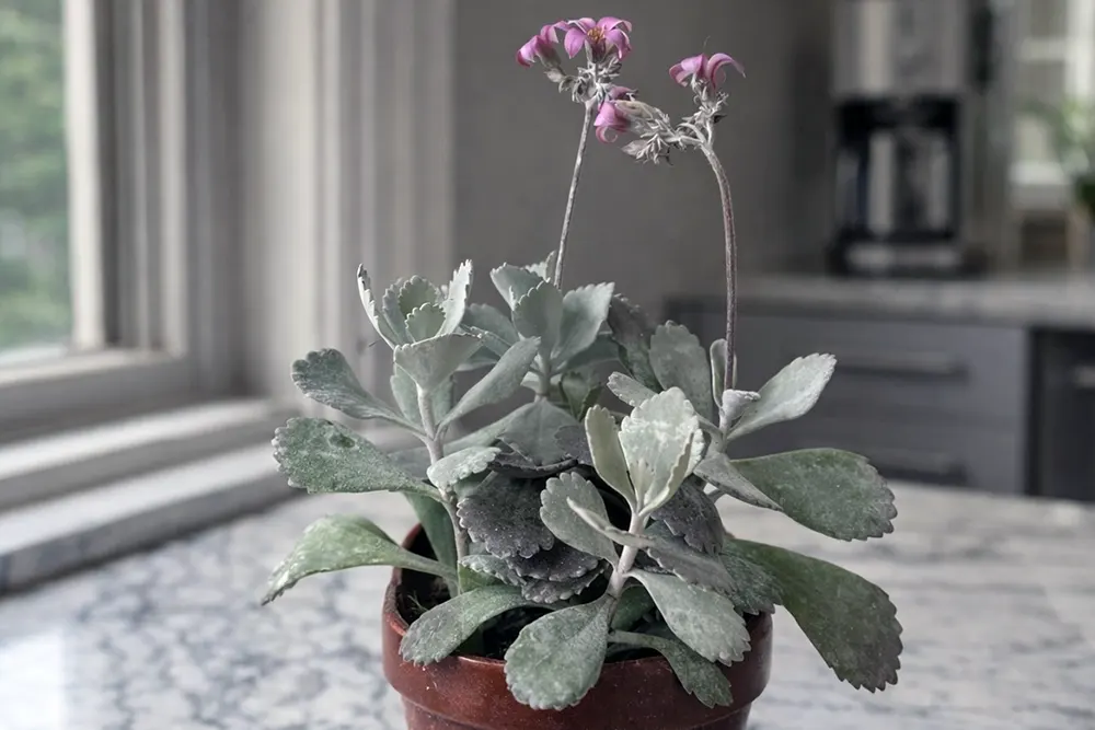 Каланхое Пуміла