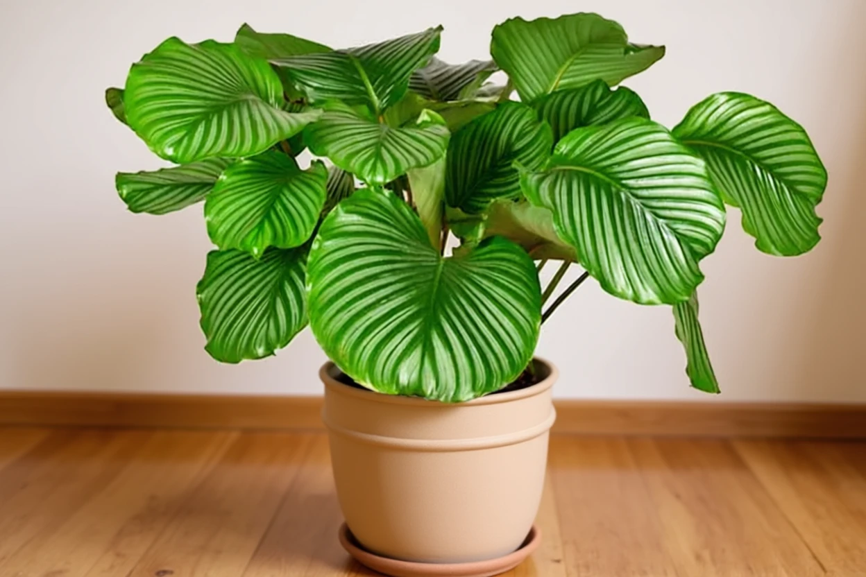 Калатея орбіфолія / Calathea orbifolia