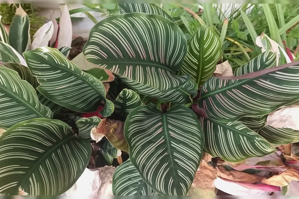 Калатея орната / Calathea ornata