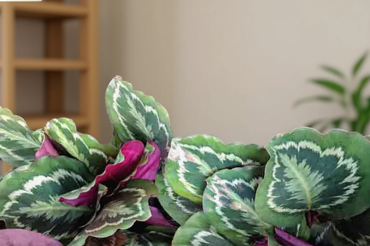 Калатея розеопікта