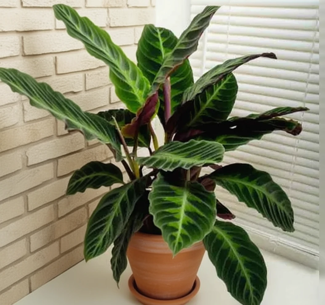 Калатея Варшевіча / Calathea warscewiczii