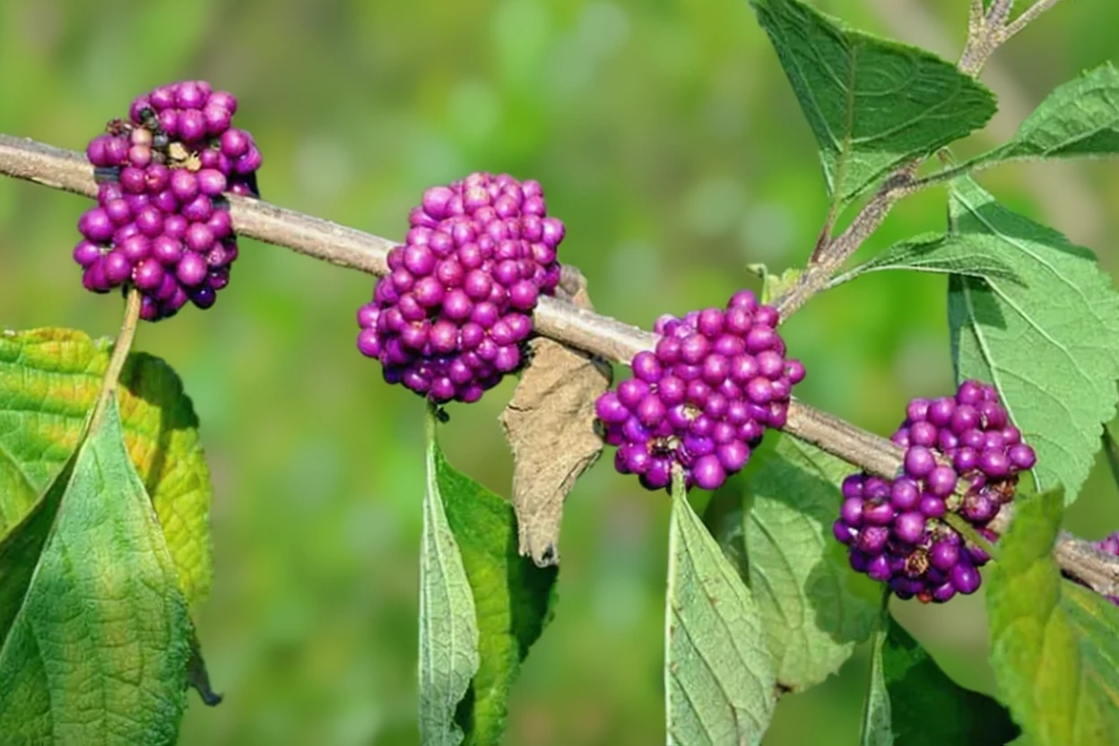 Каллікарпа американська