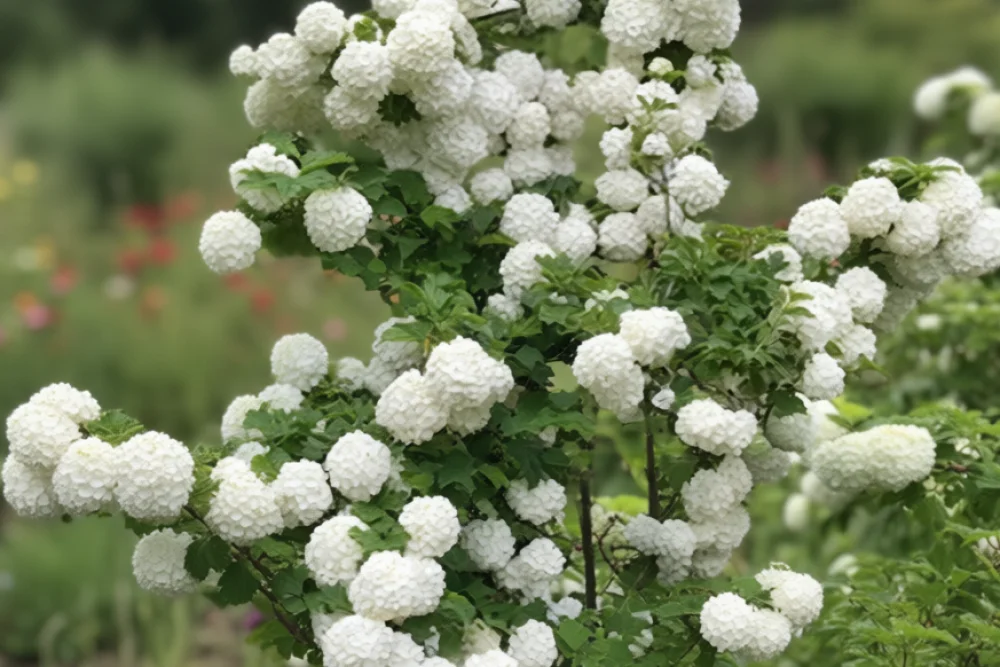 Калина Бульденеж / Viburnum opulus Roseum