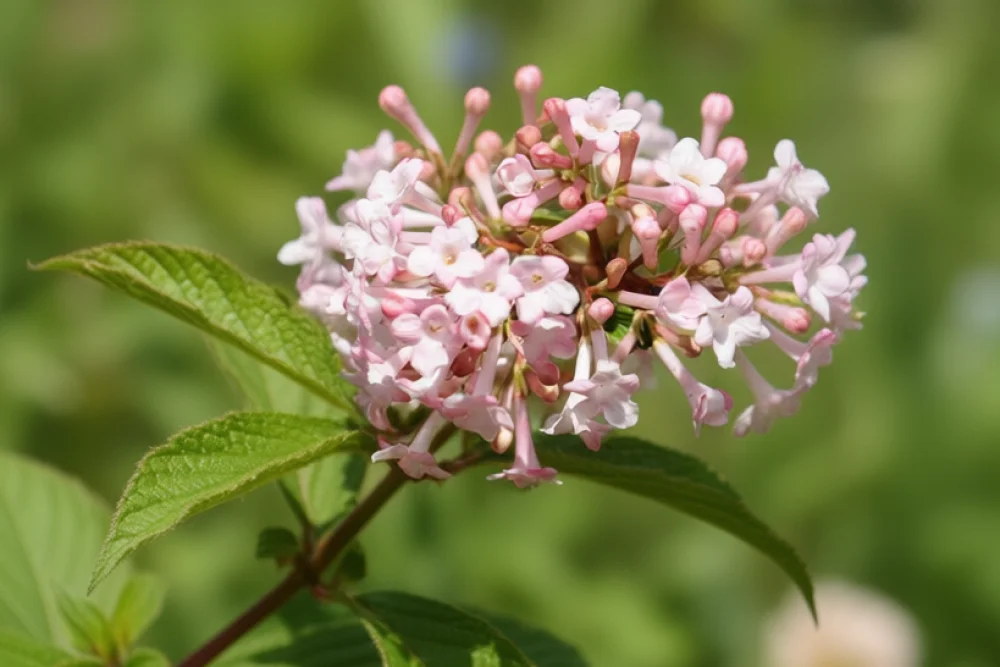 Калина Фаррера / Viburnum farreri