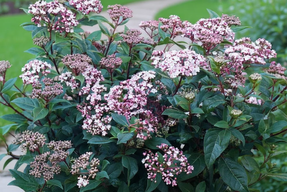 Калина лавролиста / Viburnum tinus