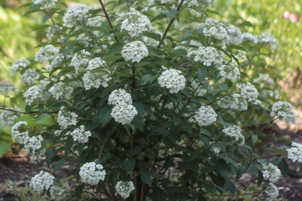 Калина празька / Viburnum Pragense