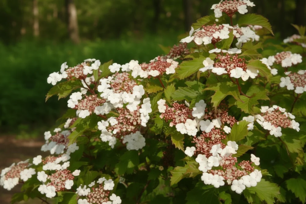 Калина Саржента Онондага / Viburnum sargentii Onondaga