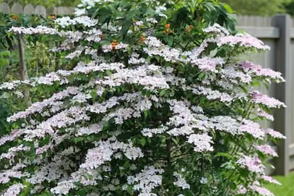 Калина складчаста Пінк Бюті / Viburnum plicatum Pink Beauty