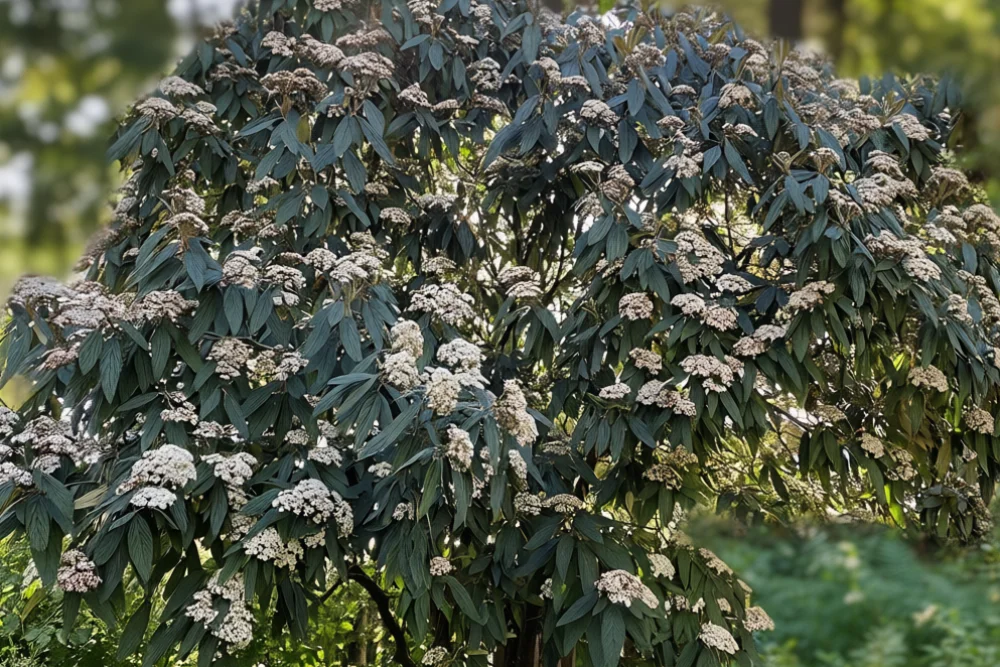Калина зморшкувата / Viburnum rhytidophyllum