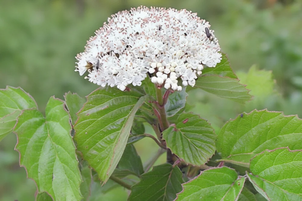Калина зубчаста / Viburnum dentatum