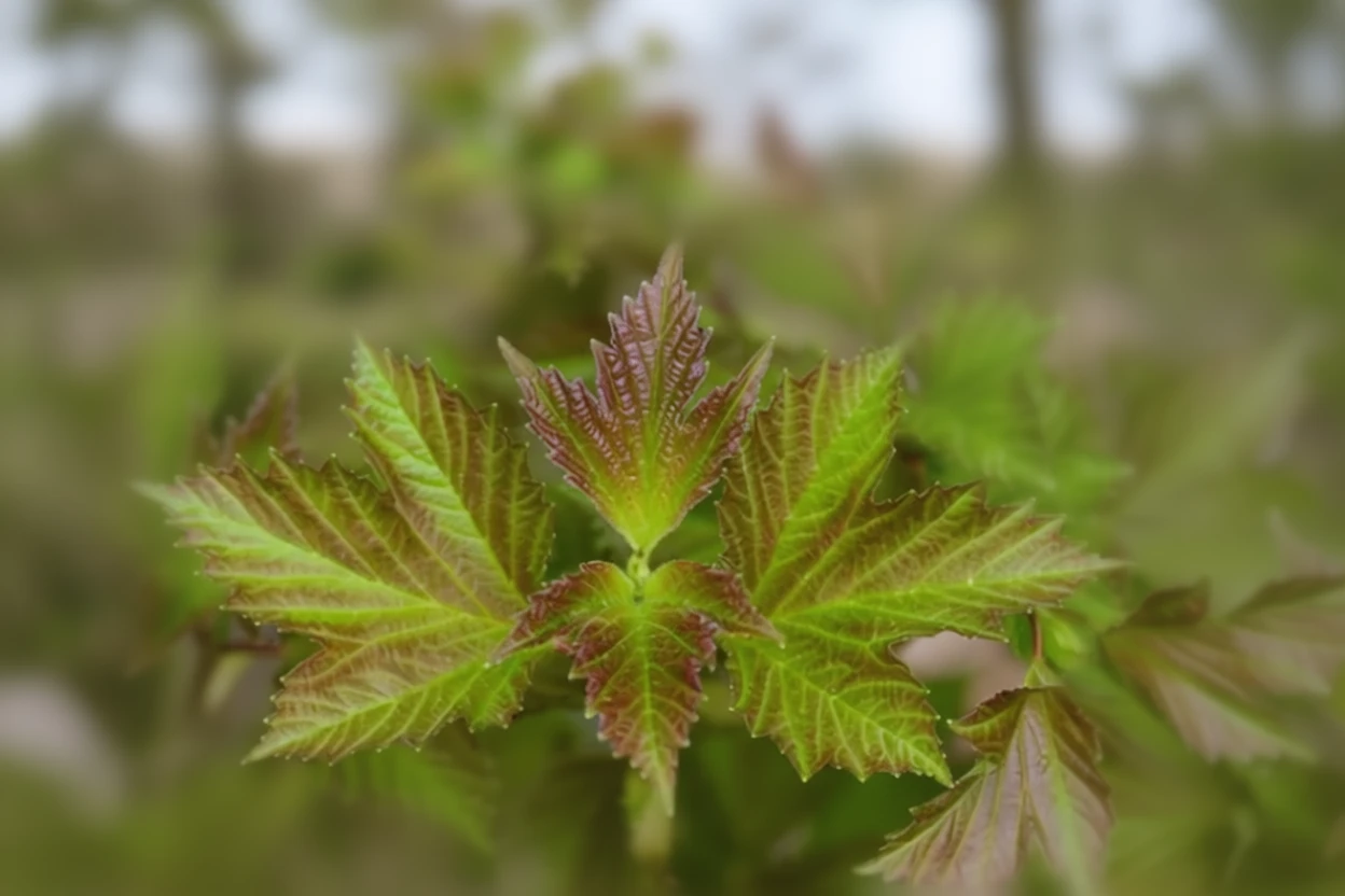 Калина звичайна вар. американська