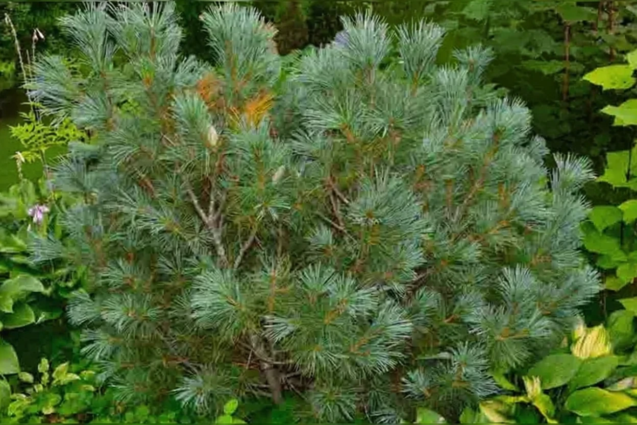 Кедровий сланець / Pinus pumila