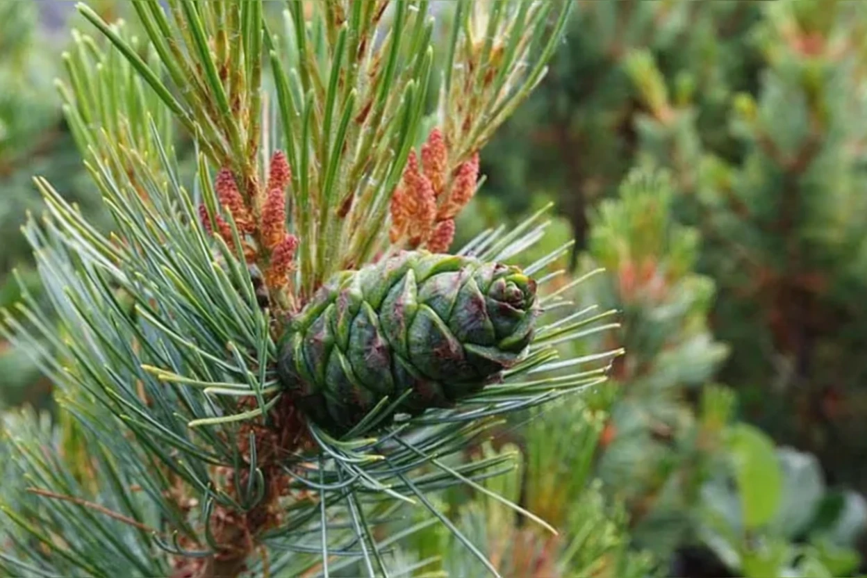 Кедровий сланець