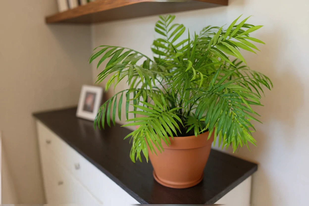 Хамедорея елеганс / Chamaedorea elegans