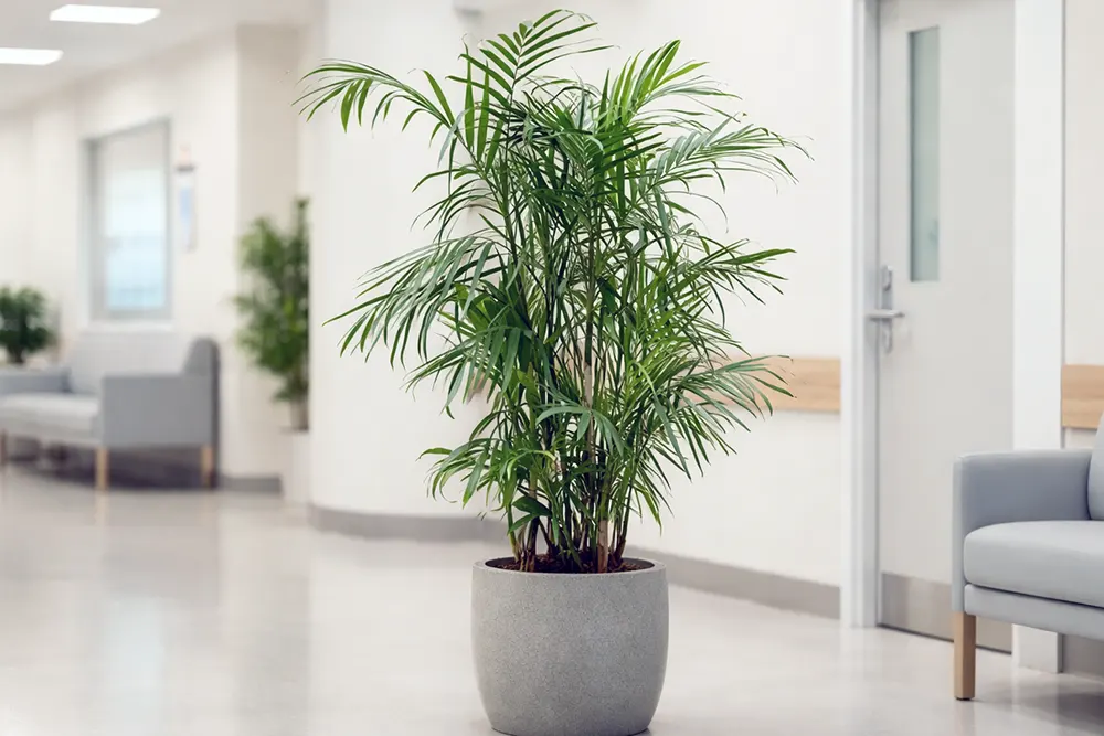 Хамедорея Зейфріца / Chamaedorea seifrizii