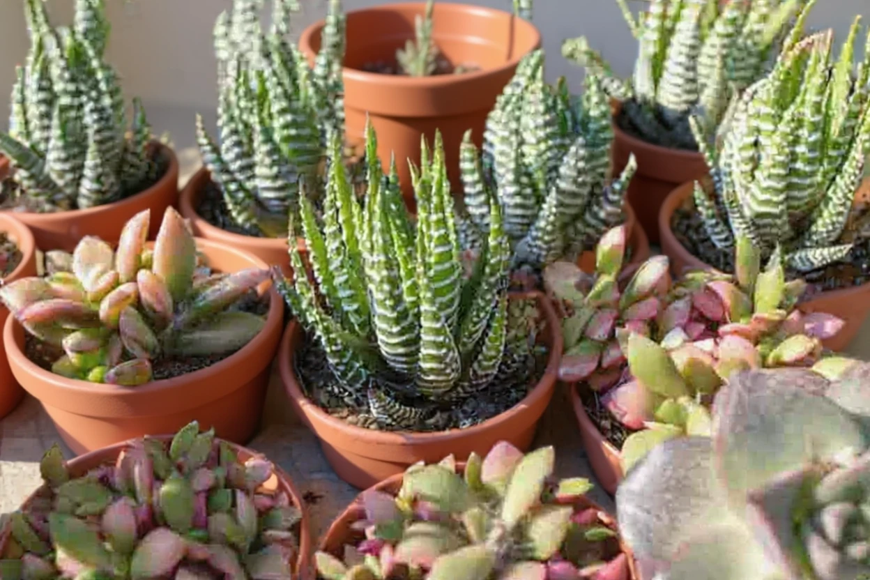 Хавортія Рейнвардта