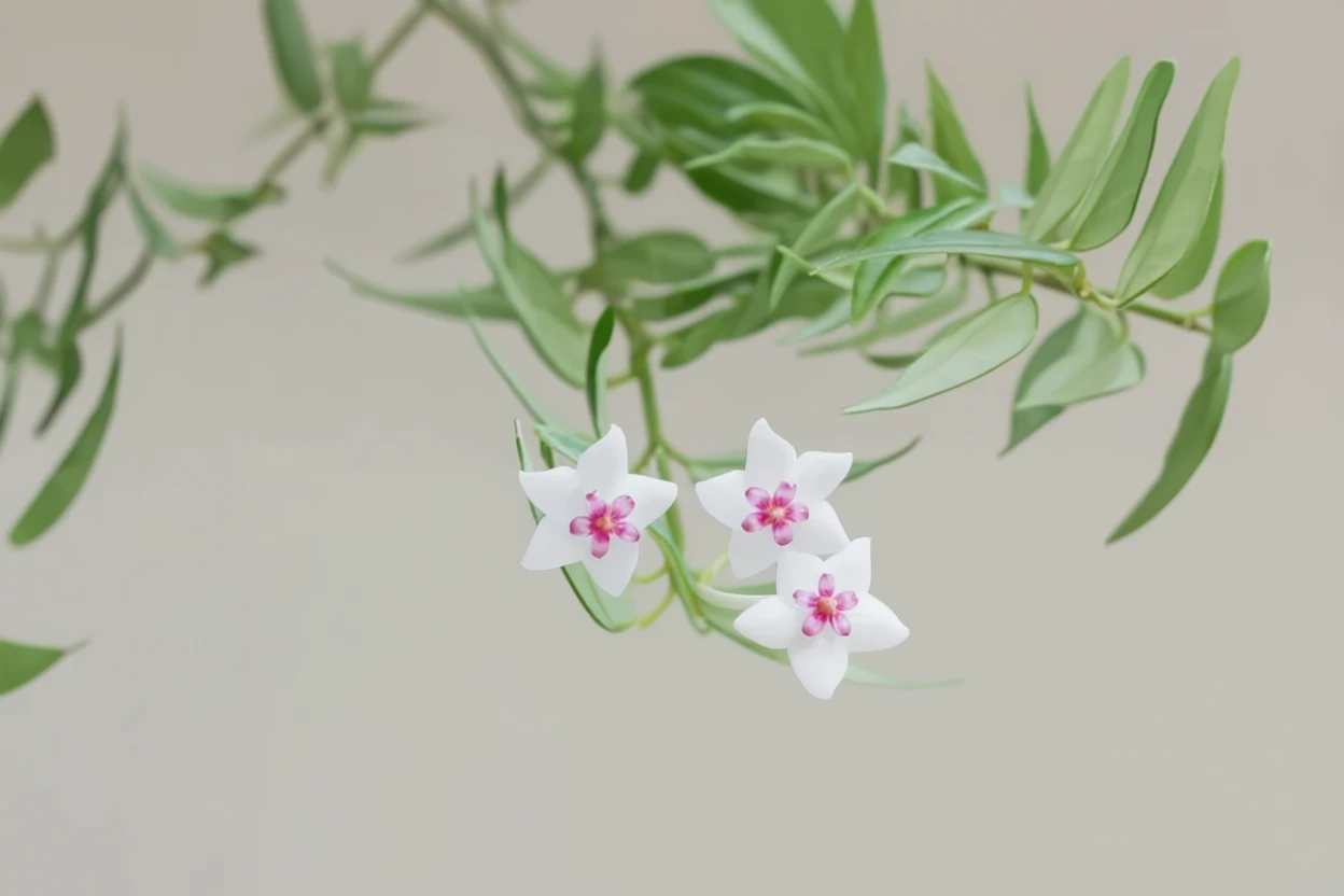 Хойя белла / Hoya bella