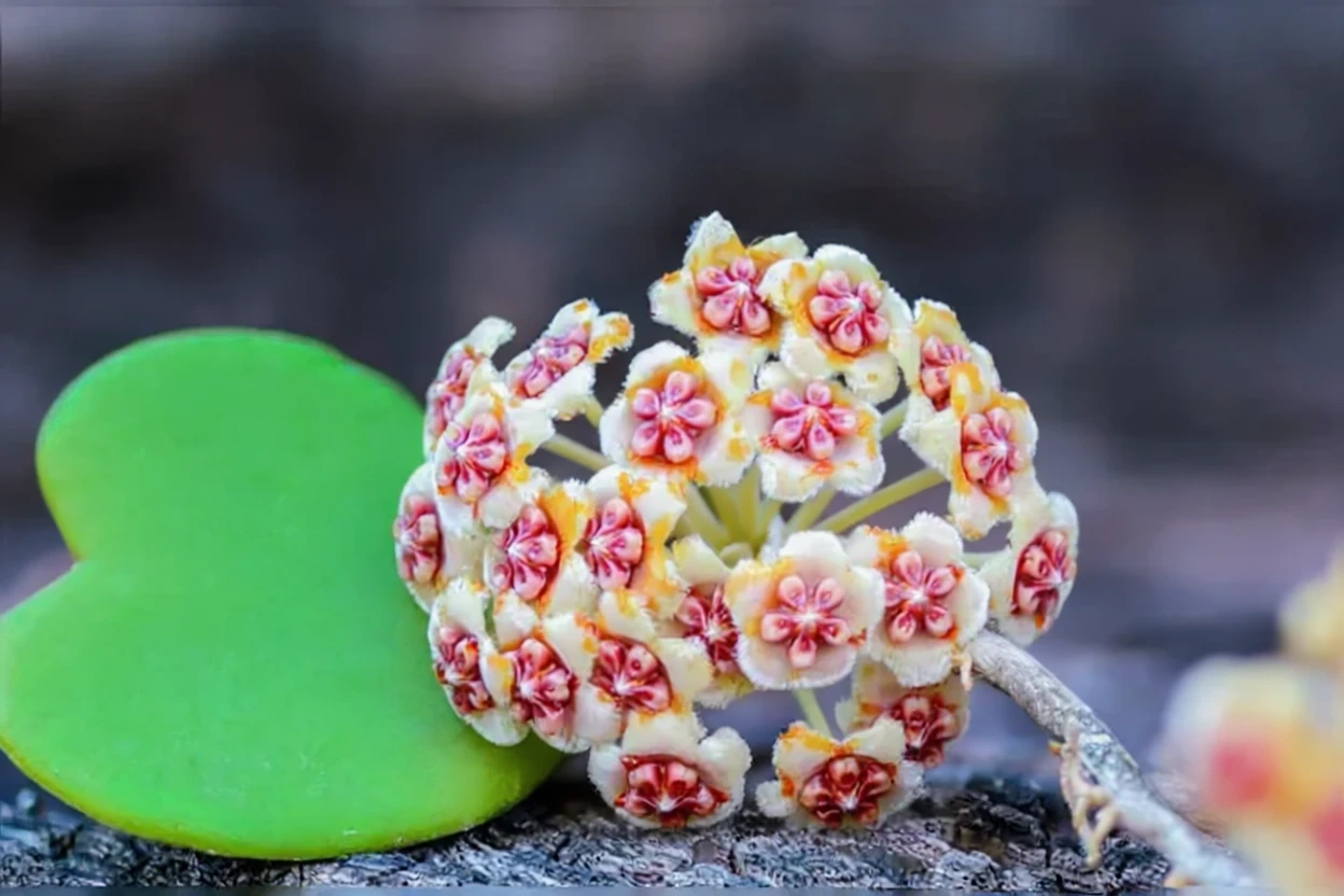 Хойя Керрі / Hoya kerrii