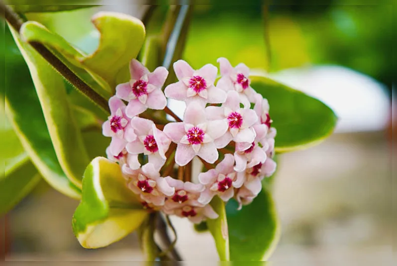 Хойя мясиста Крімсон Квін / Hoya carnosa Krimson Queen