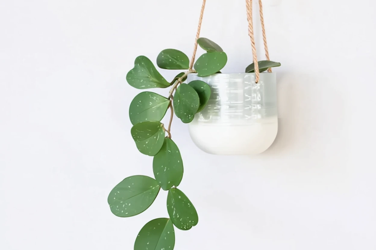 Хойя Обовата