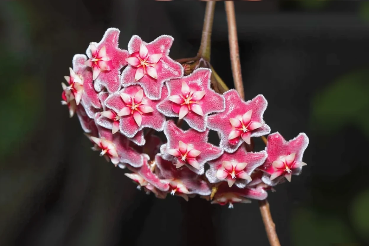 Хойя Вайеті