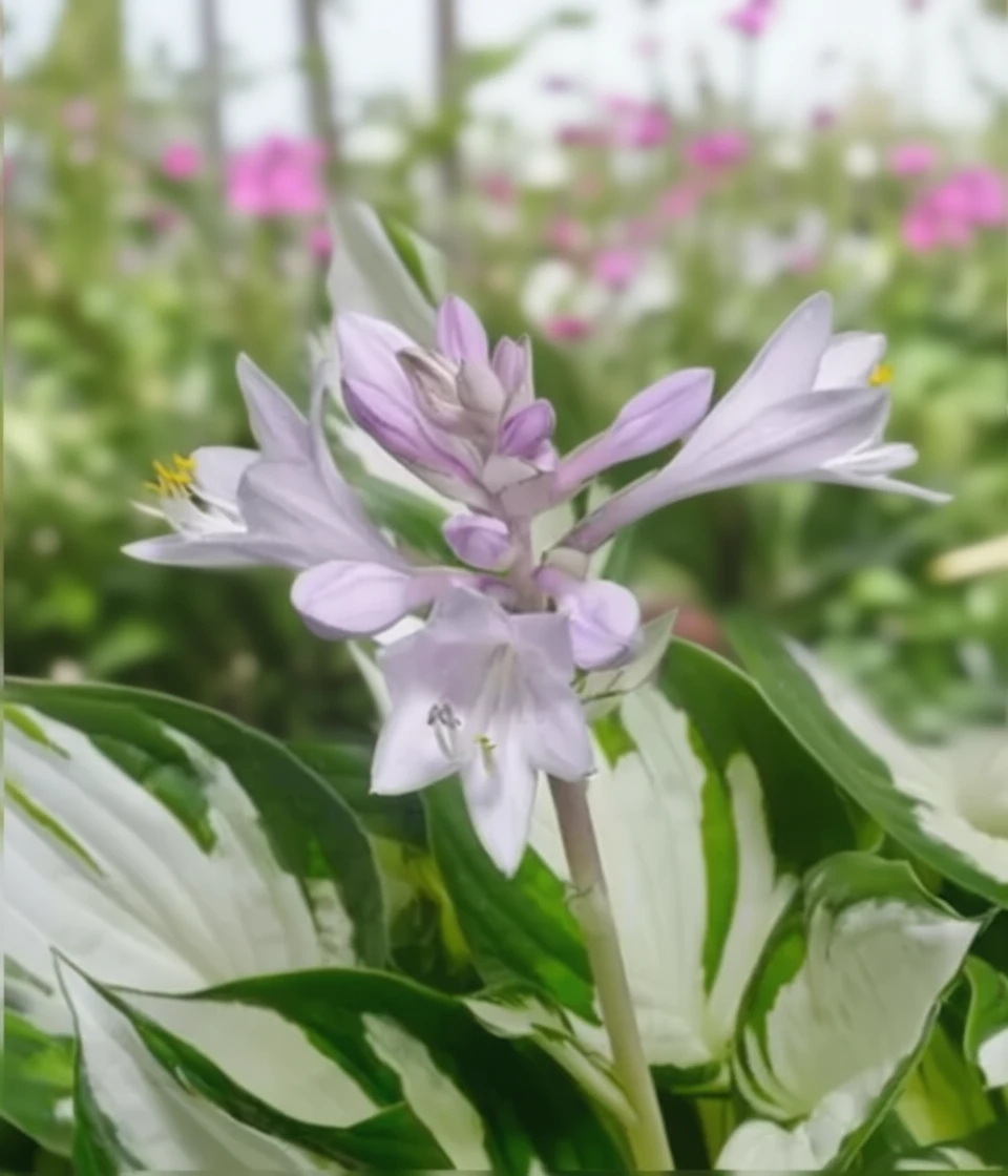 Хоста Амазон / Hosta Amazone