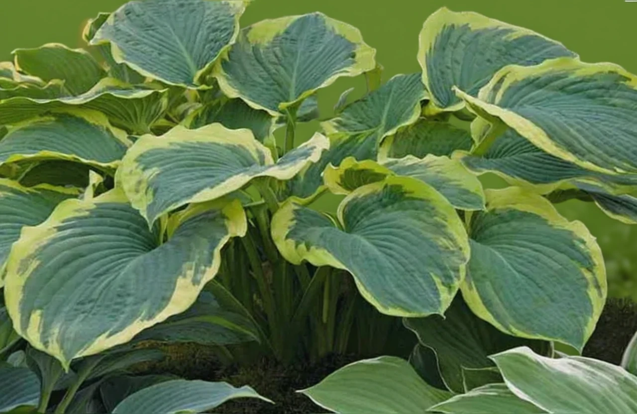 Хоста Американ Хейло / Hosta American Halo