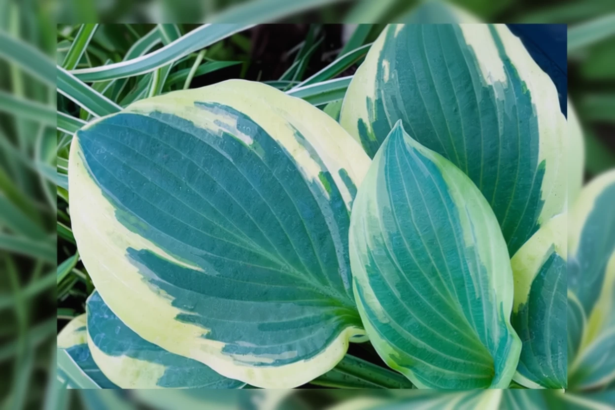 Хоста Блу Айворі / Hosta Blue Ivory