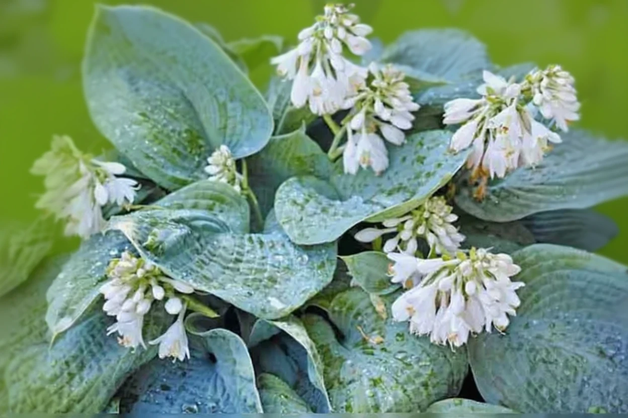 Хоста Блу Енджел / Hosta Blue Angel
