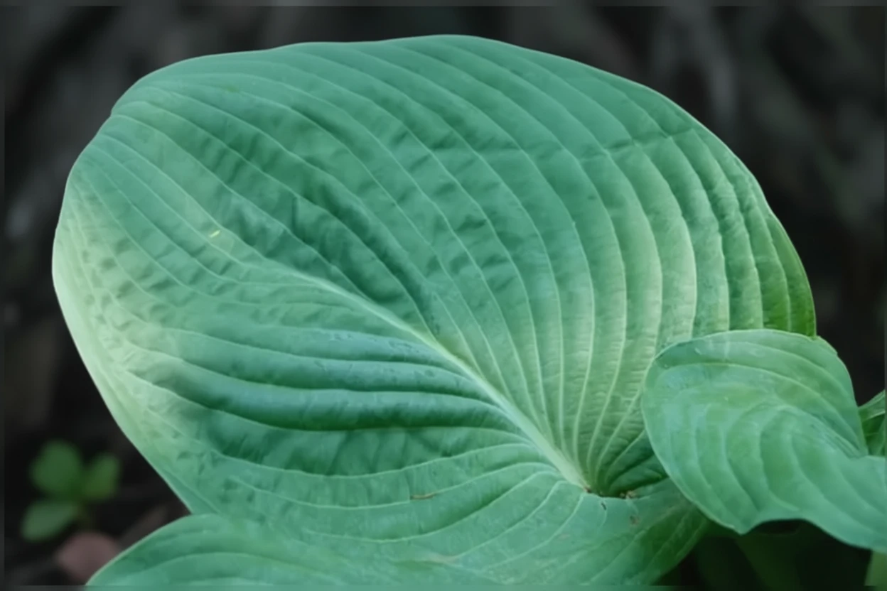 Хоста Блу Енджел