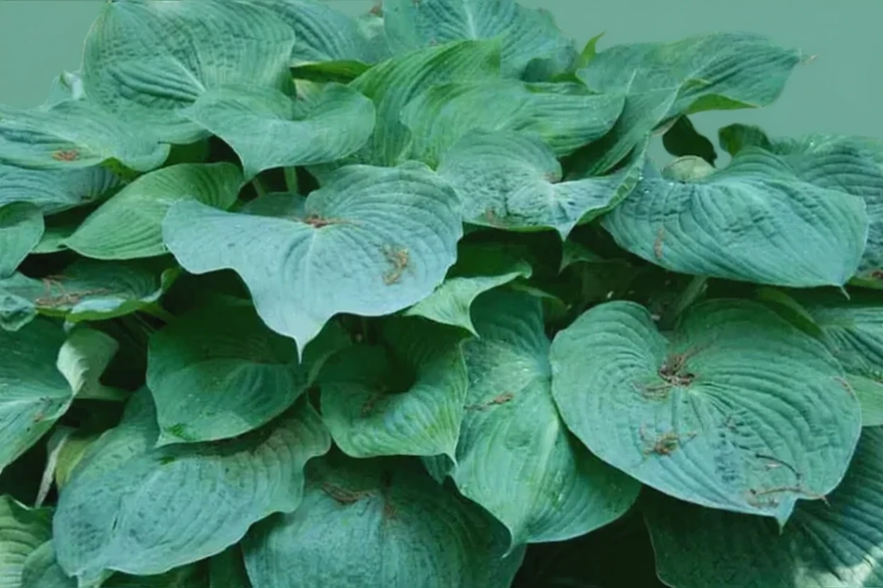 Хоста Блу Енджел