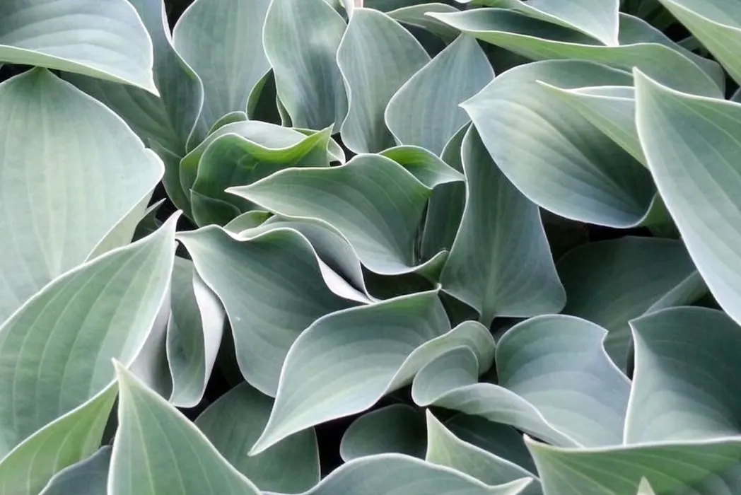 Хоста Блу Кадет