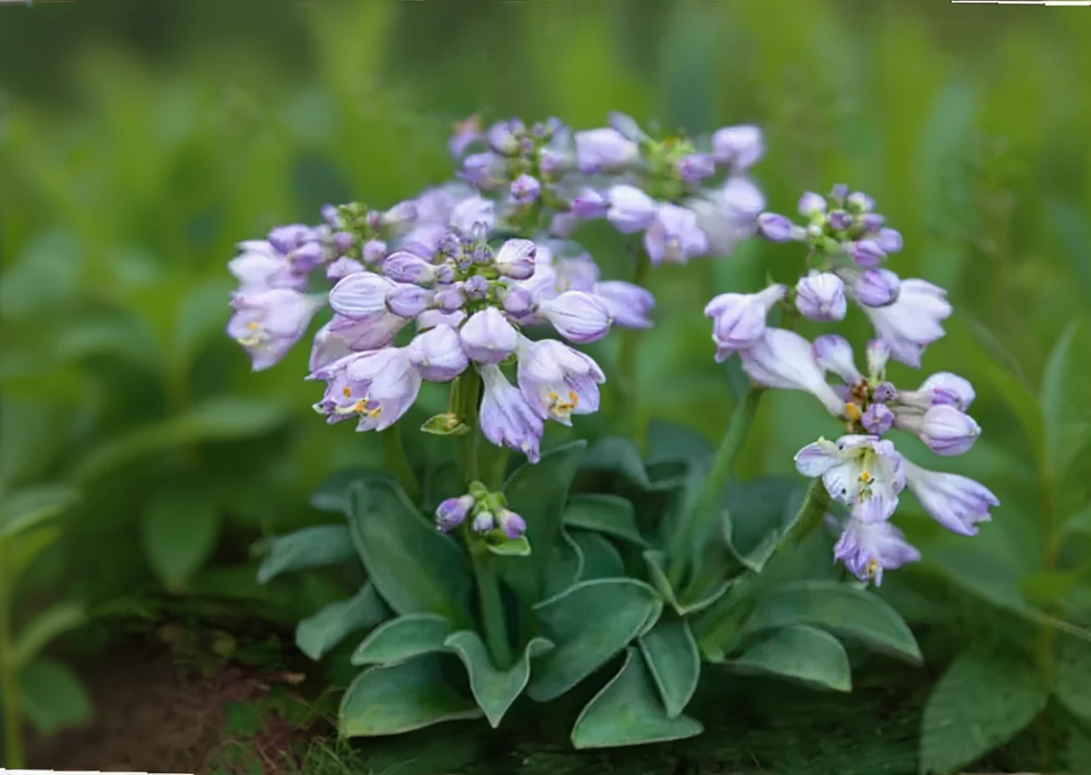 Хоста Блу Маус Ірс