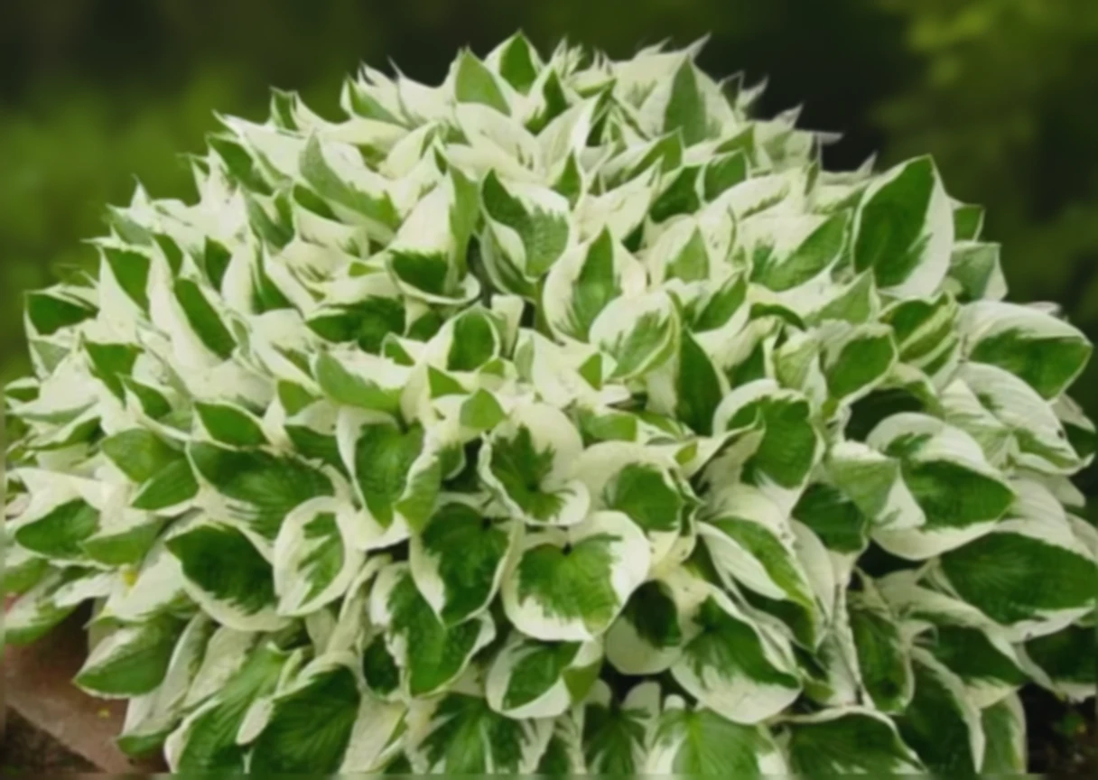 Хоста Брім Кап / Hosta Brim Cup