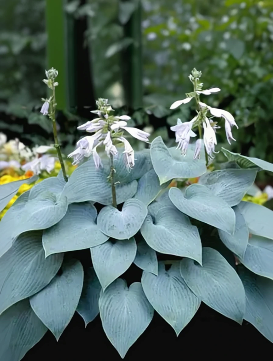 Хоста Буллетпруф / Hosta Bulletproof