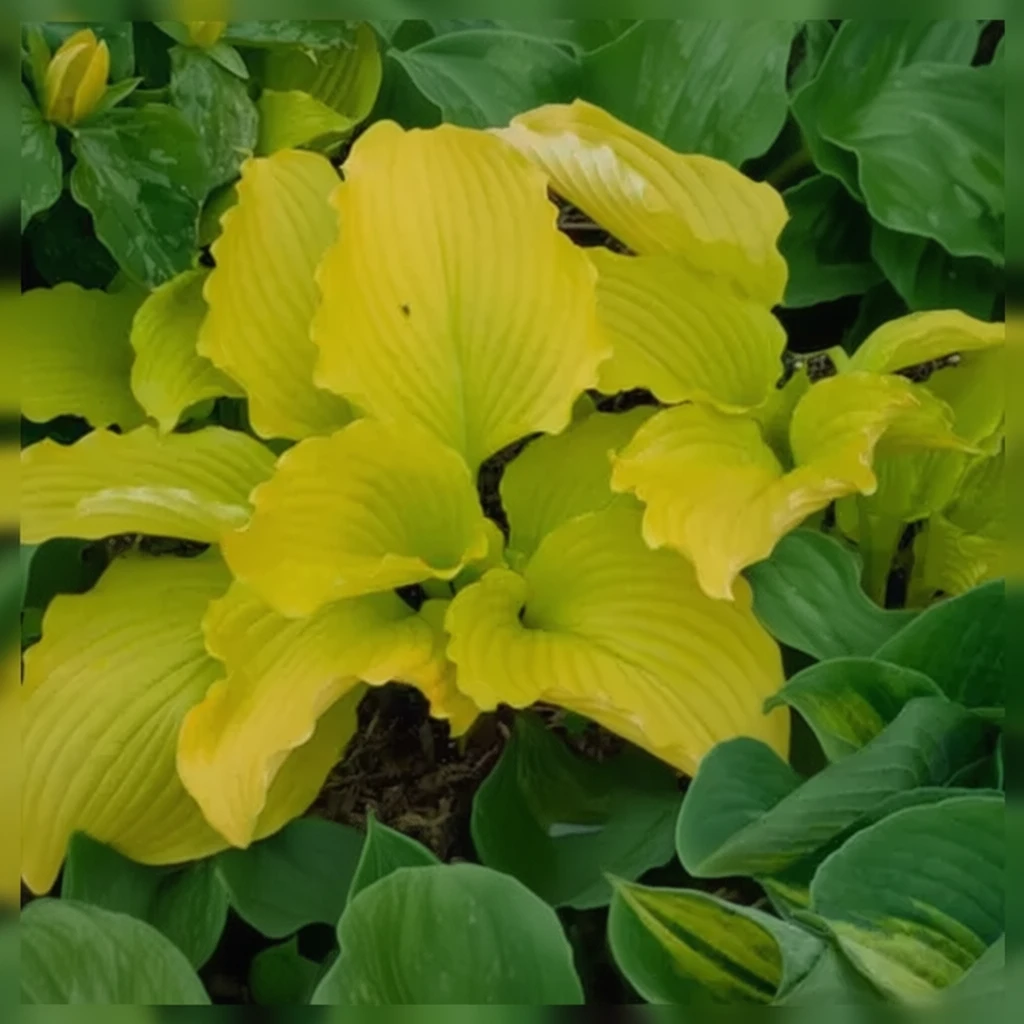 Хоста Дансінг Квін