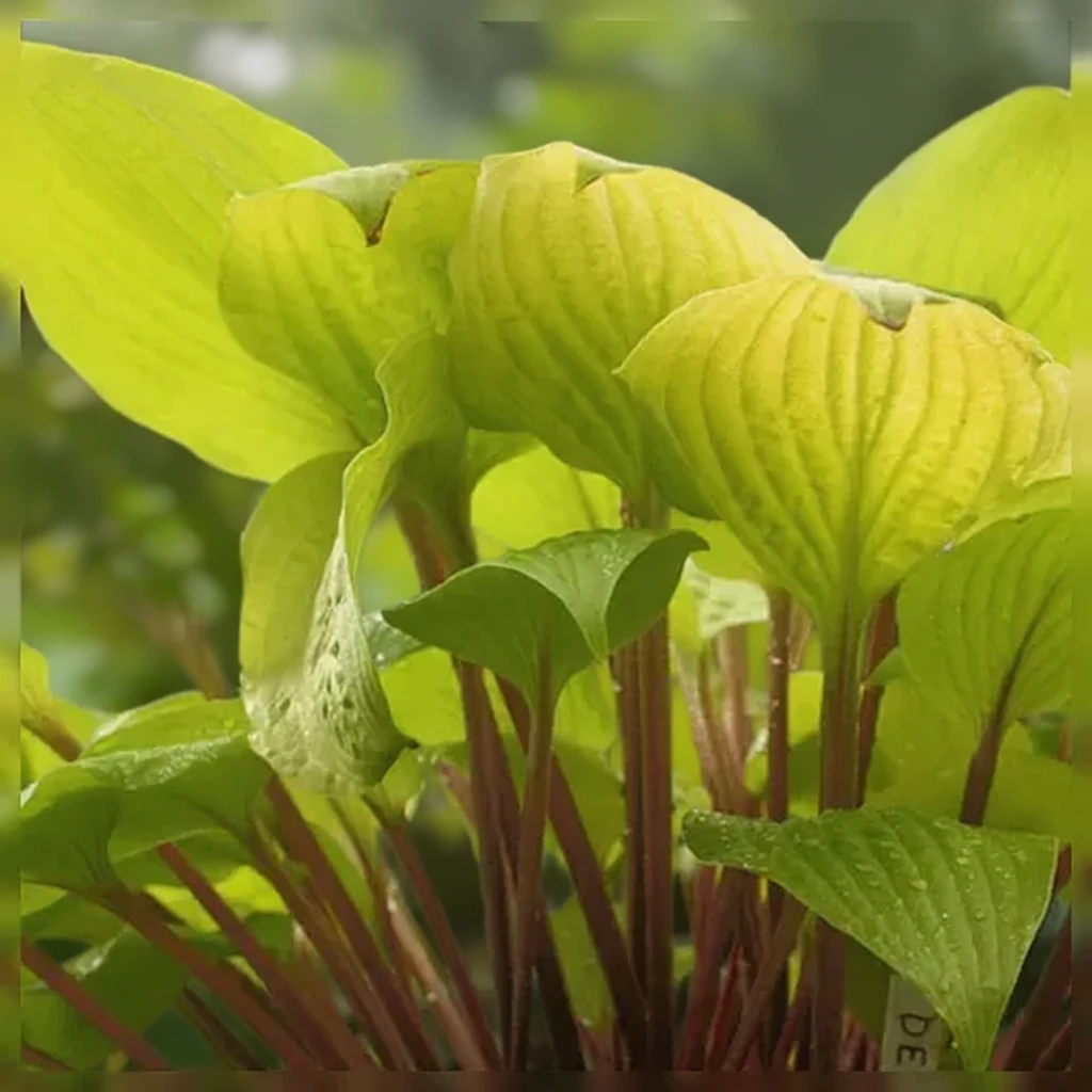 Хоста Дизайнер Дженс / Hosta Designer Genes