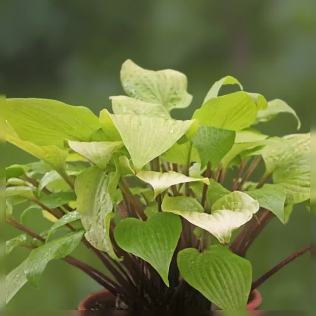 Хоста Дизайнер Дженс