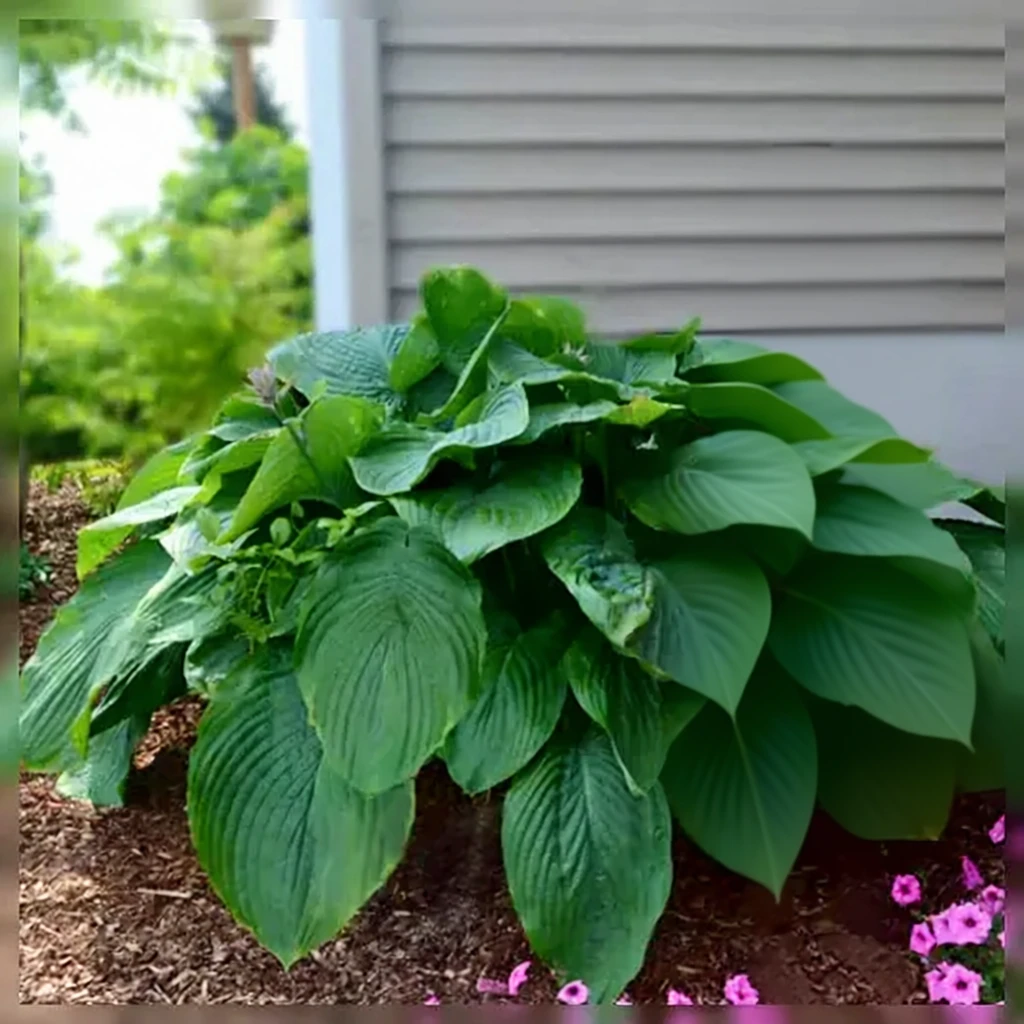 Хоста Емпрес Ву / Hosta Empress Wu