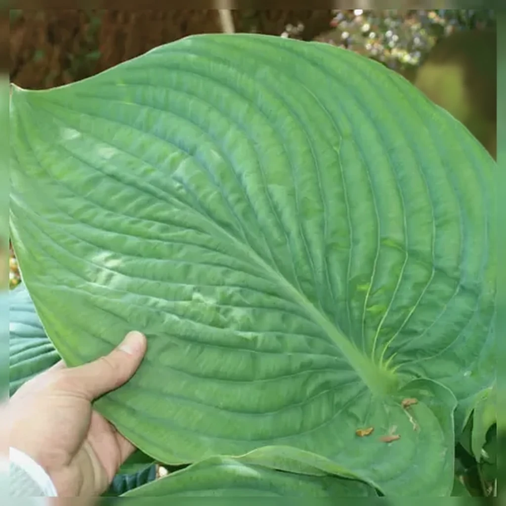 Хоста Емпрес Ву