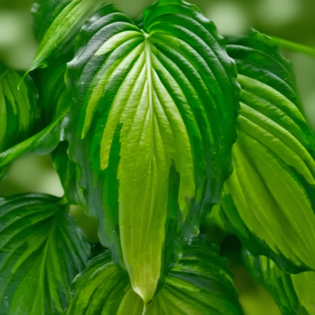 Хоста Енджел Фолс / Hosta Angel Falls