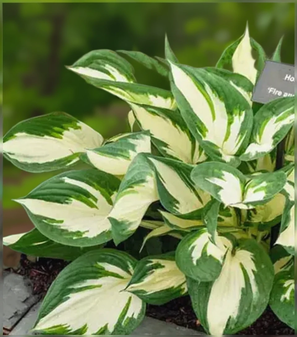 Хоста Фаєр енд Айс / Hosta Fire and Ice