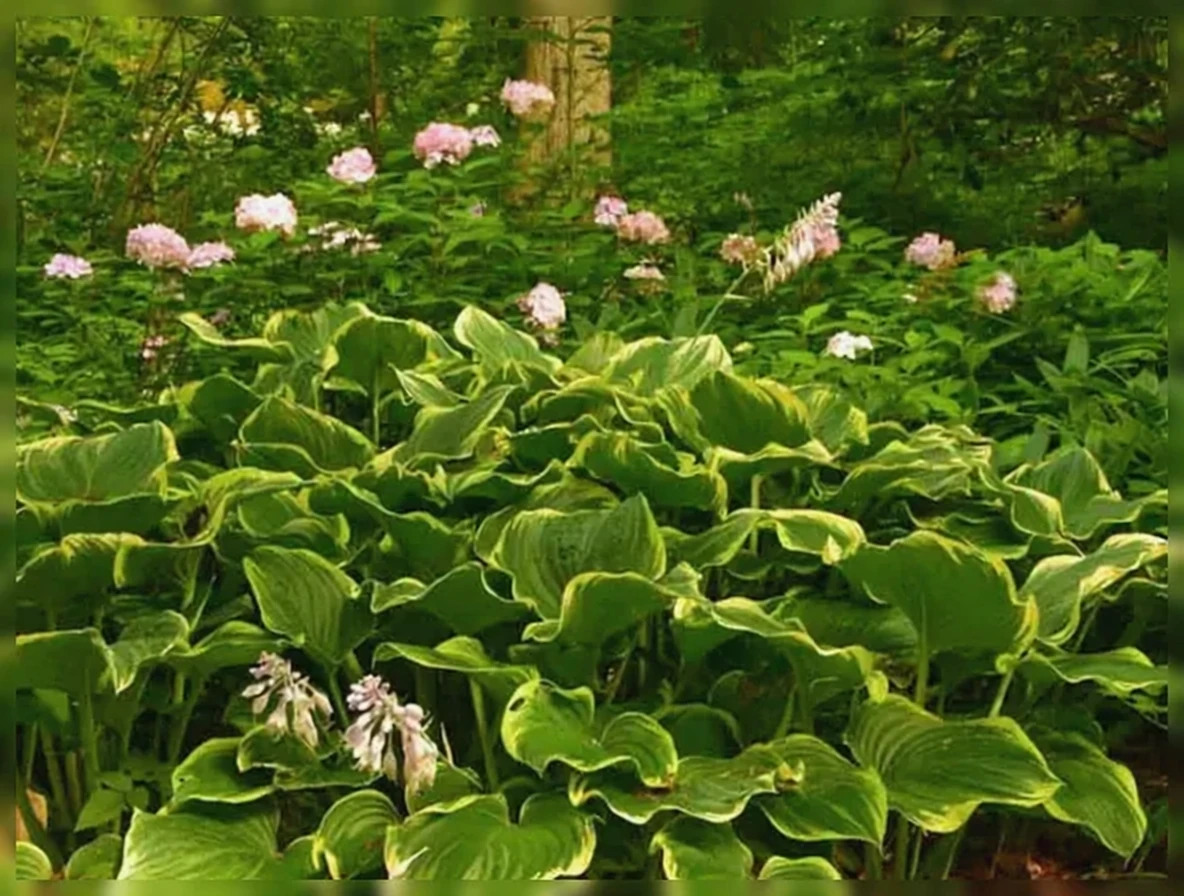 Хоста Форчуна золотистооблямована