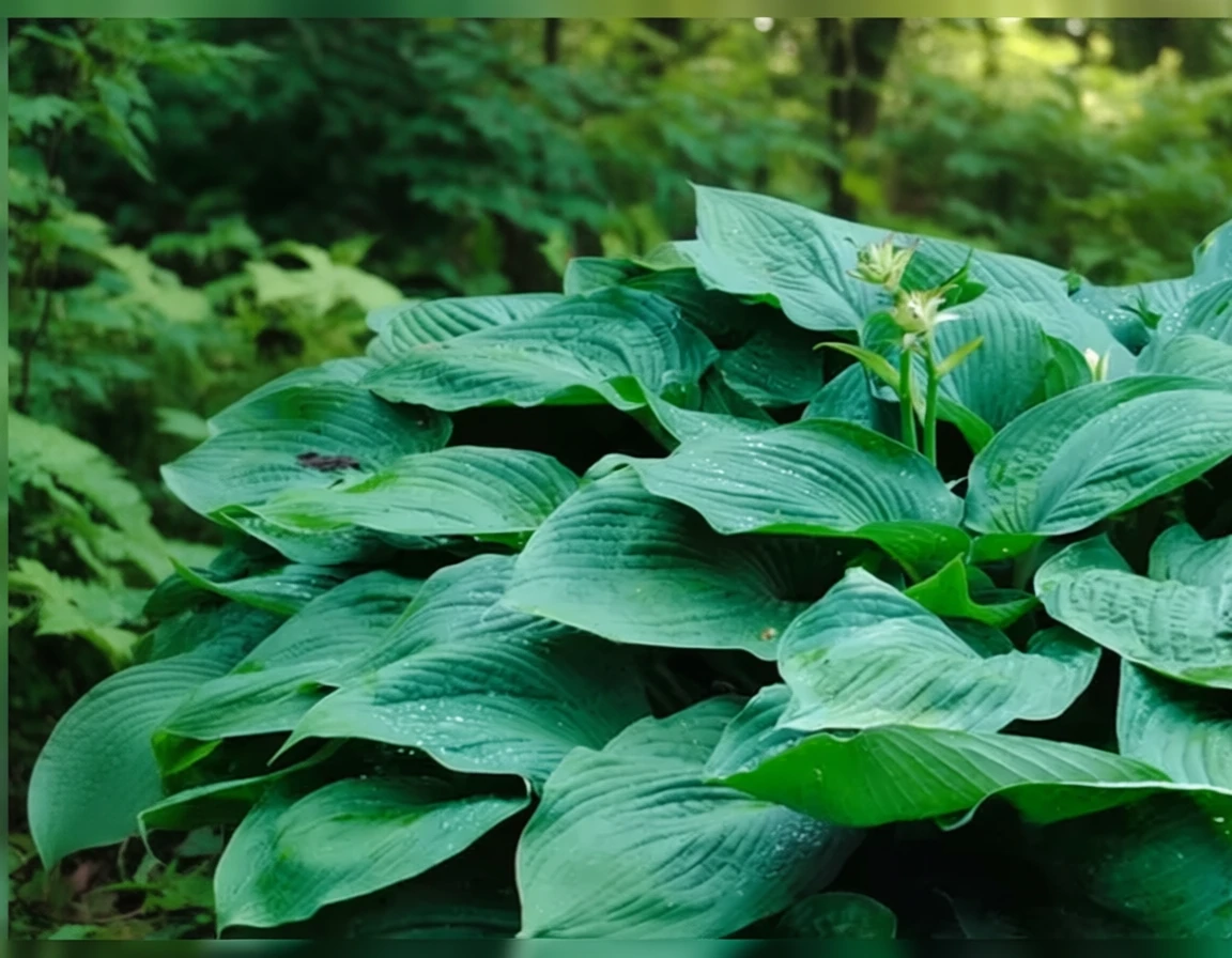 Хоста Хампбек Вейл