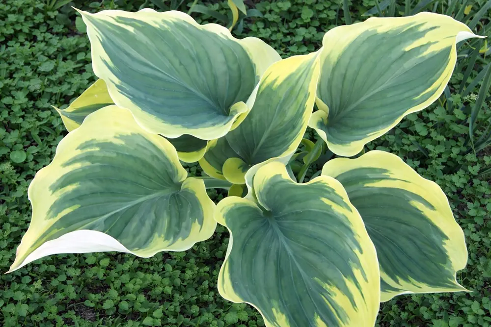 Хоста Маджесті