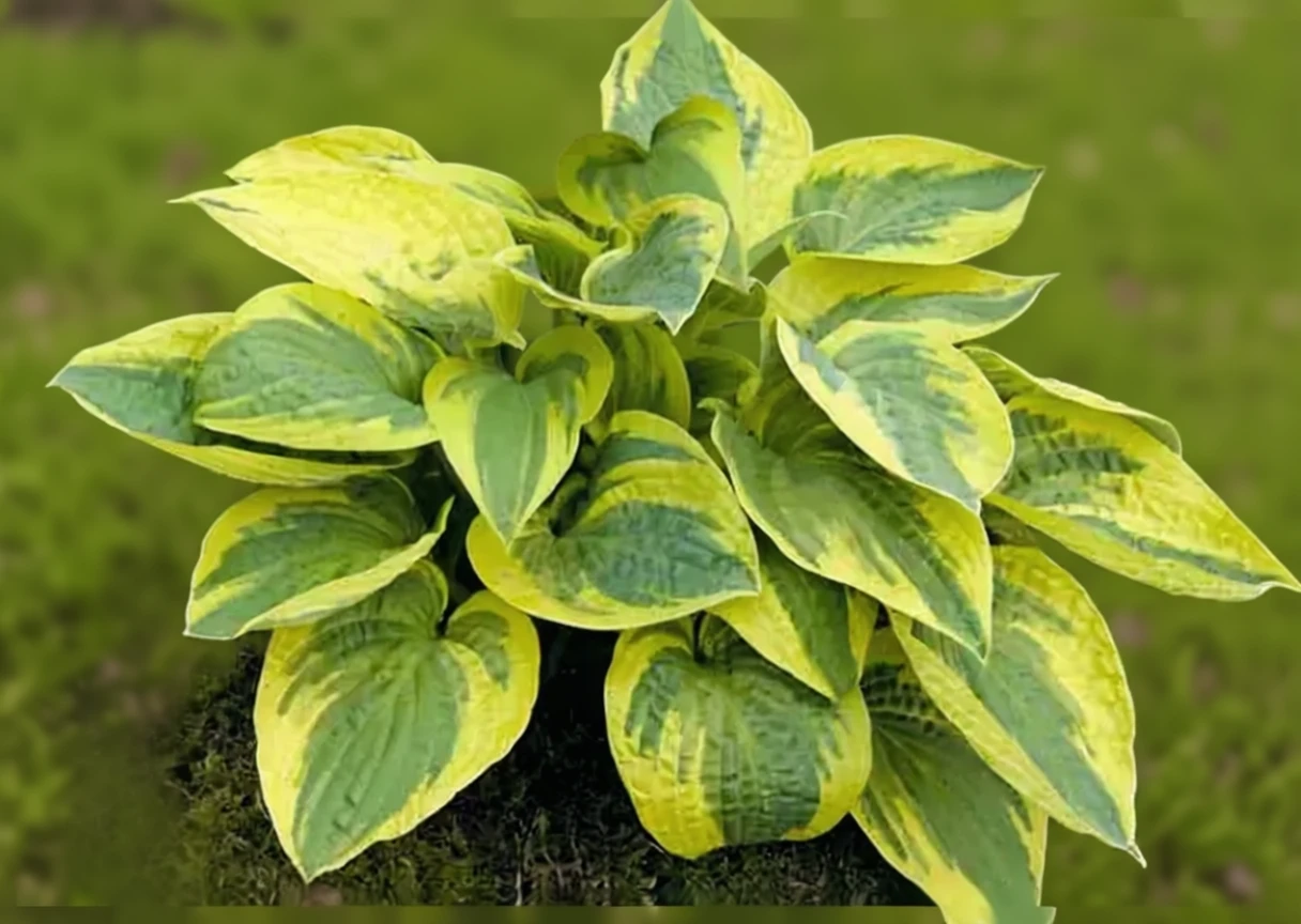 Хоста Мама Міа / Hosta Mama Mia